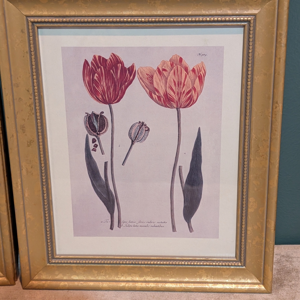 Vintage Framed Art Prints(Set)~Tulips~Johann Wilhelm Weinmann - Picture 3 of 11